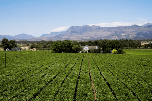 The Best of the Cape Winelands 12