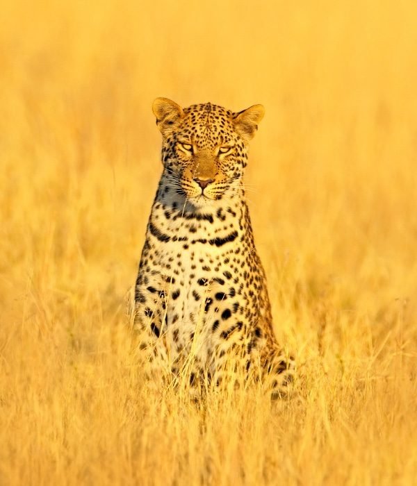 Zambian Safari 3