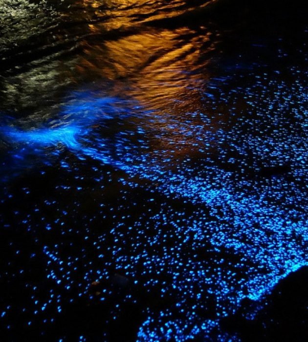 Swim in the Bioluminescence at Kilifi 29