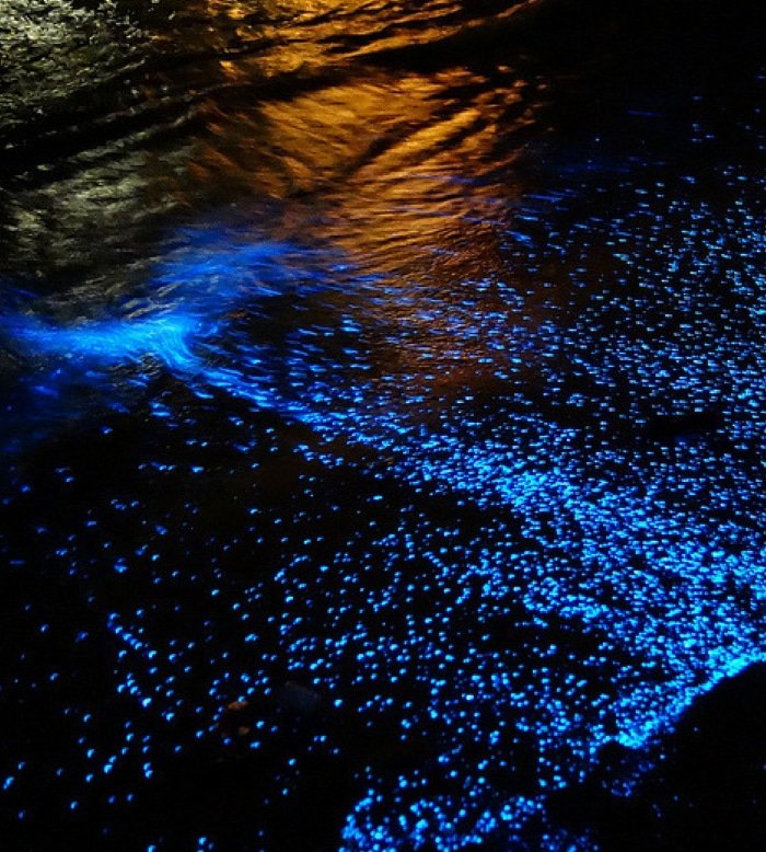 Swim in the Bioluminescence at Kilifi 1