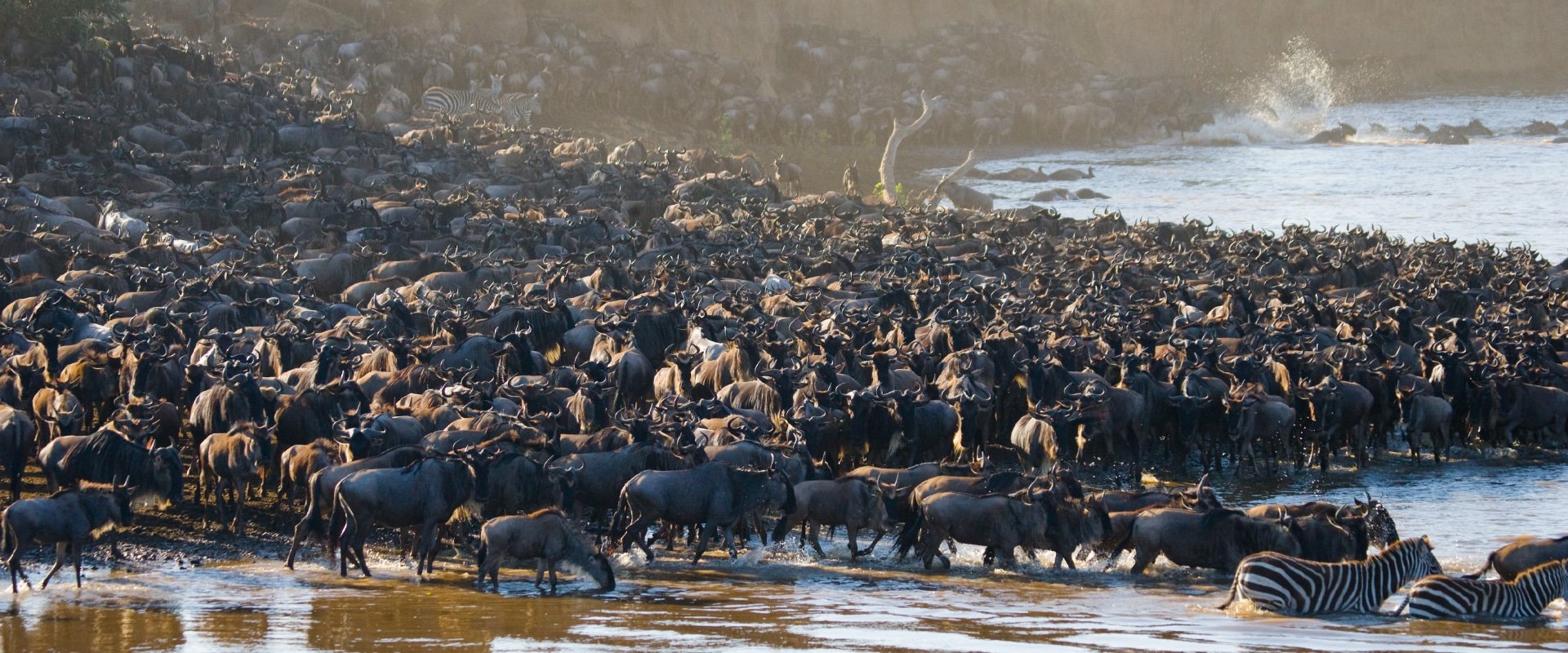 The Great Migration 1