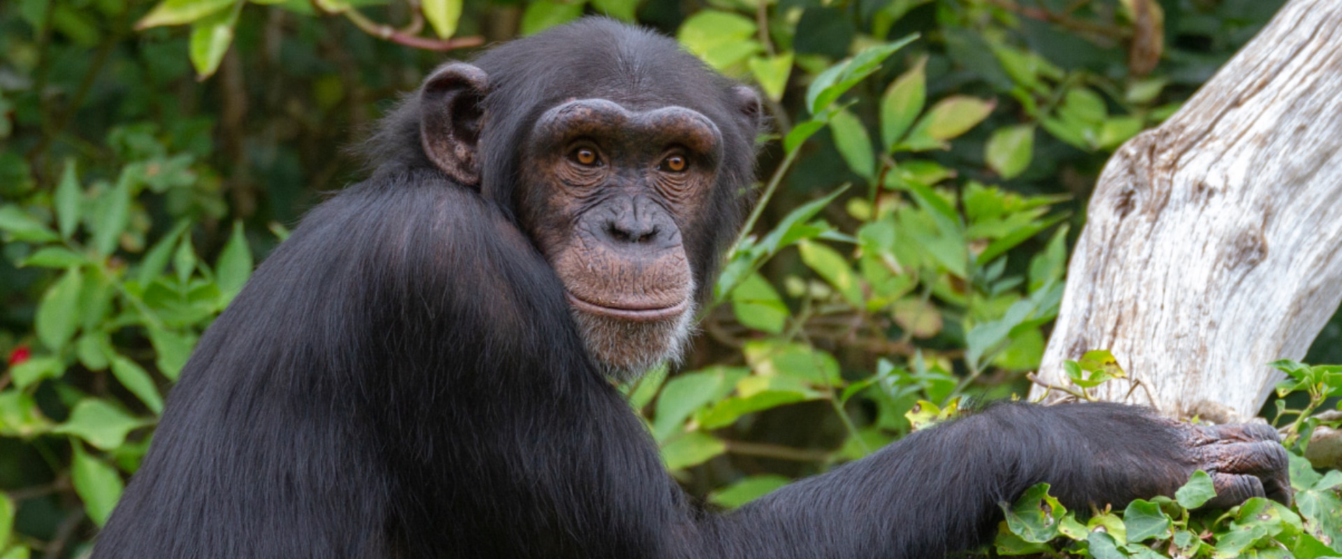 Chimpanzee tracking in Nyungwe