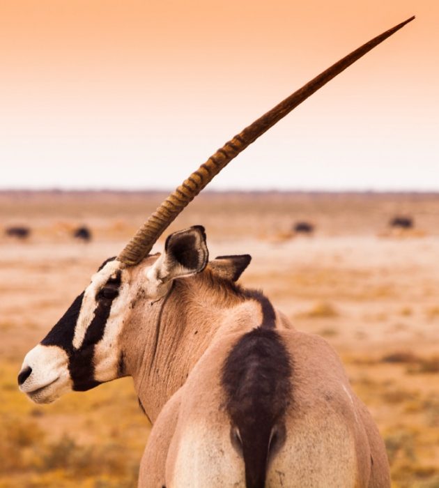 Kalahari Safari 10