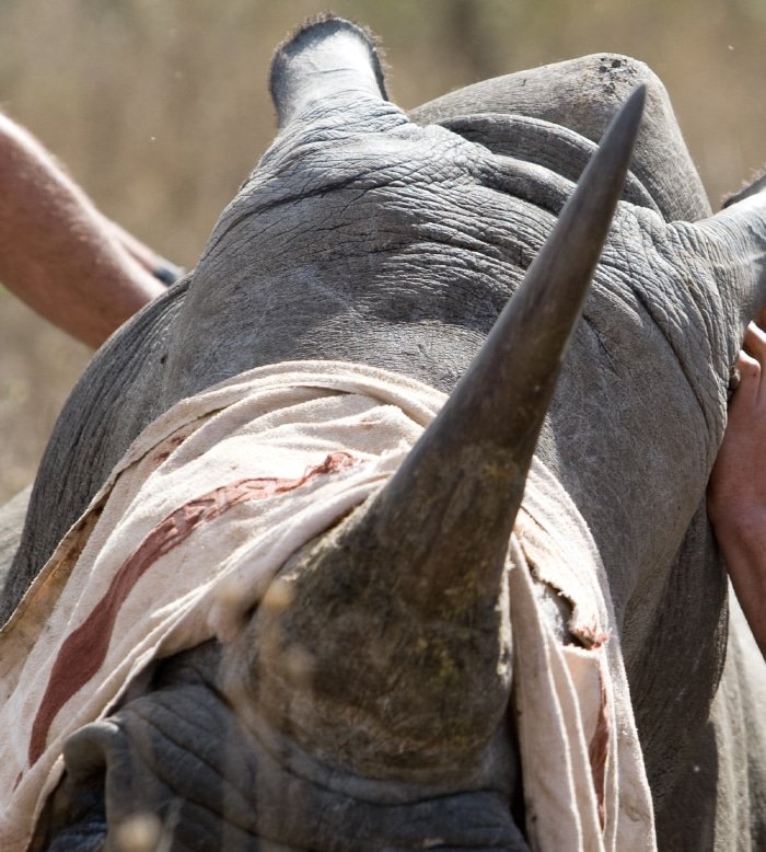 Rhino Dehorning for Conservation 1