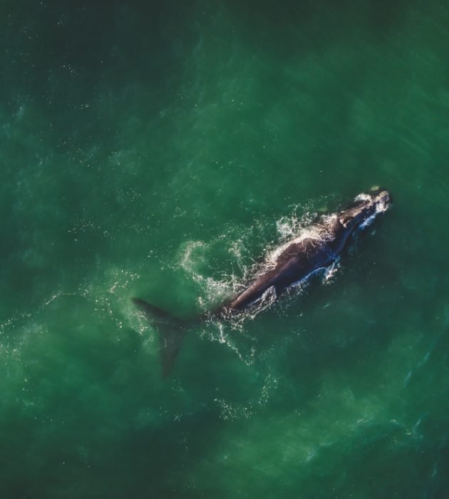 Whale-Watching from Above 65