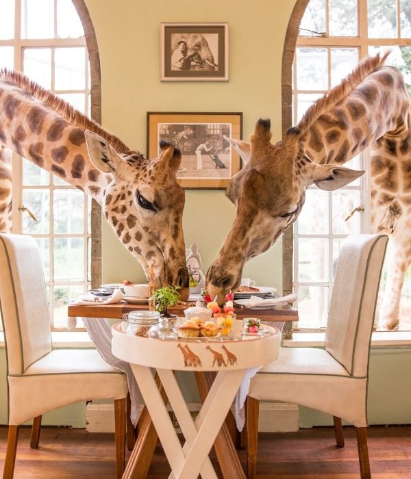 Giraffe Manor 10