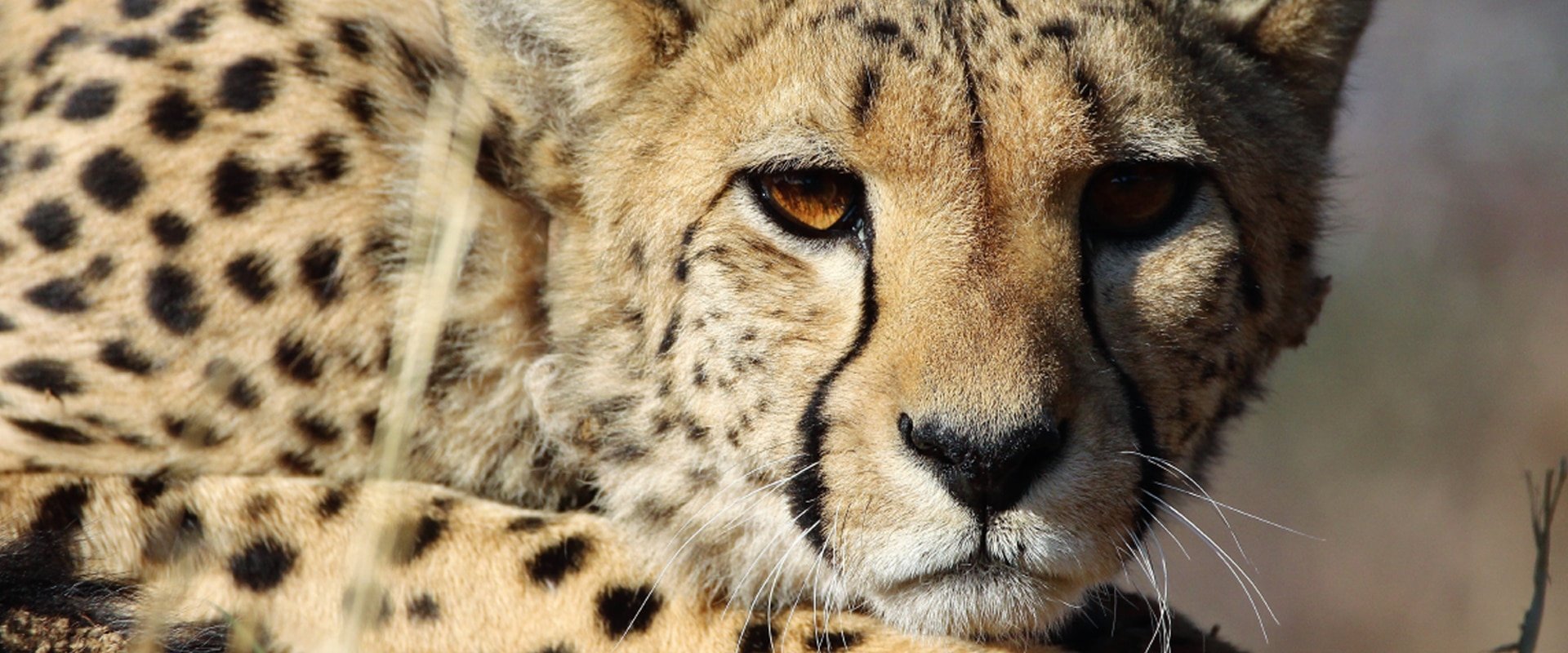 Observe Africa’s big cats up close