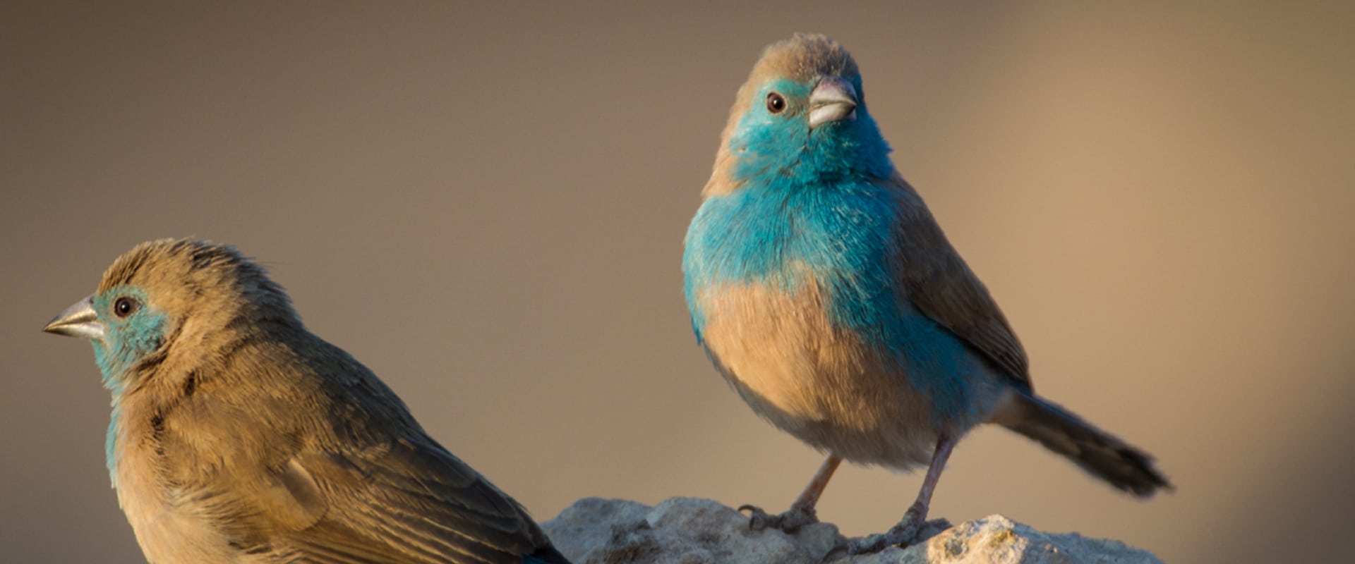 Bird watching at the wetlands