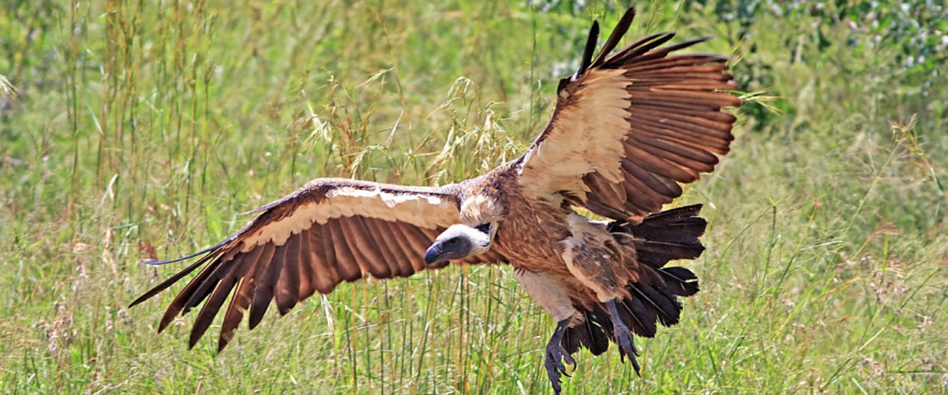 View a Cape Vulture colony