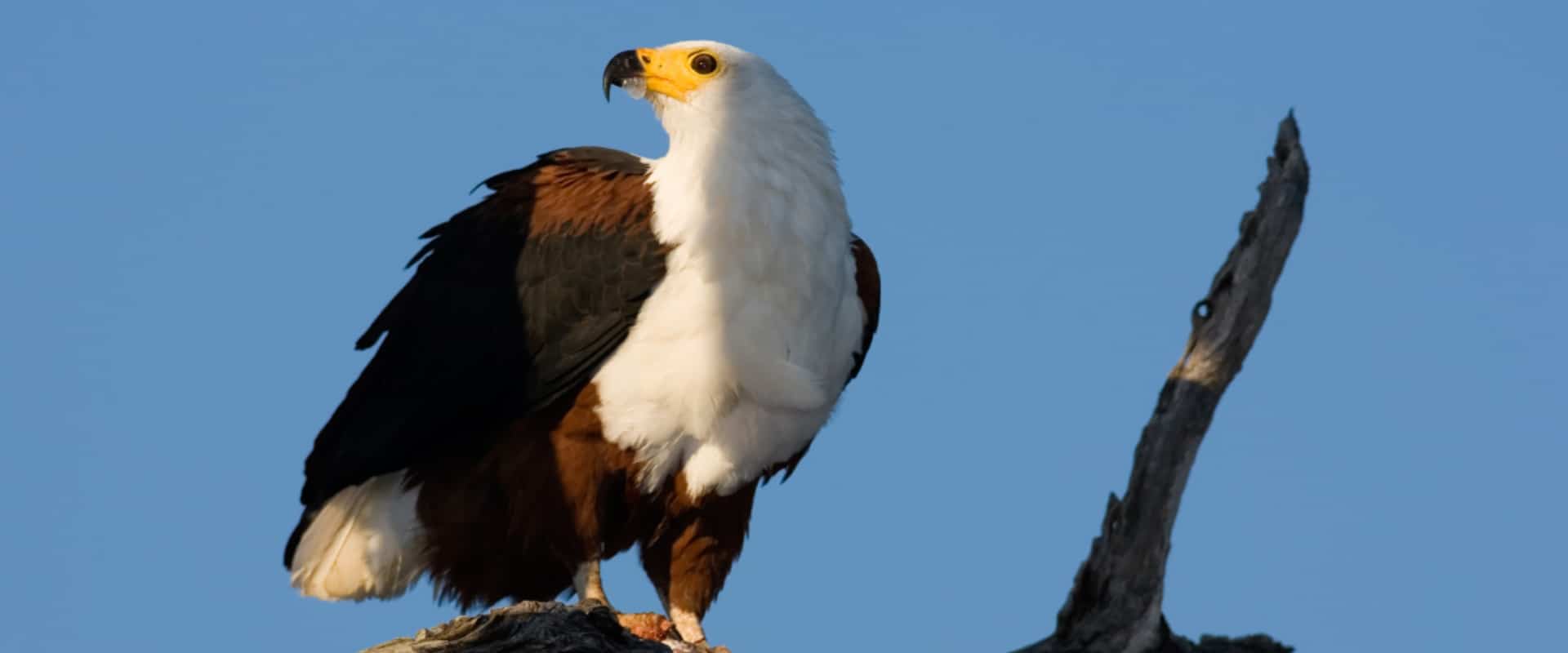 Spot resident fish eagles