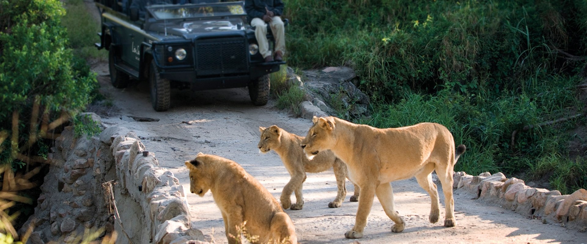 Experience the thrill of a game drive