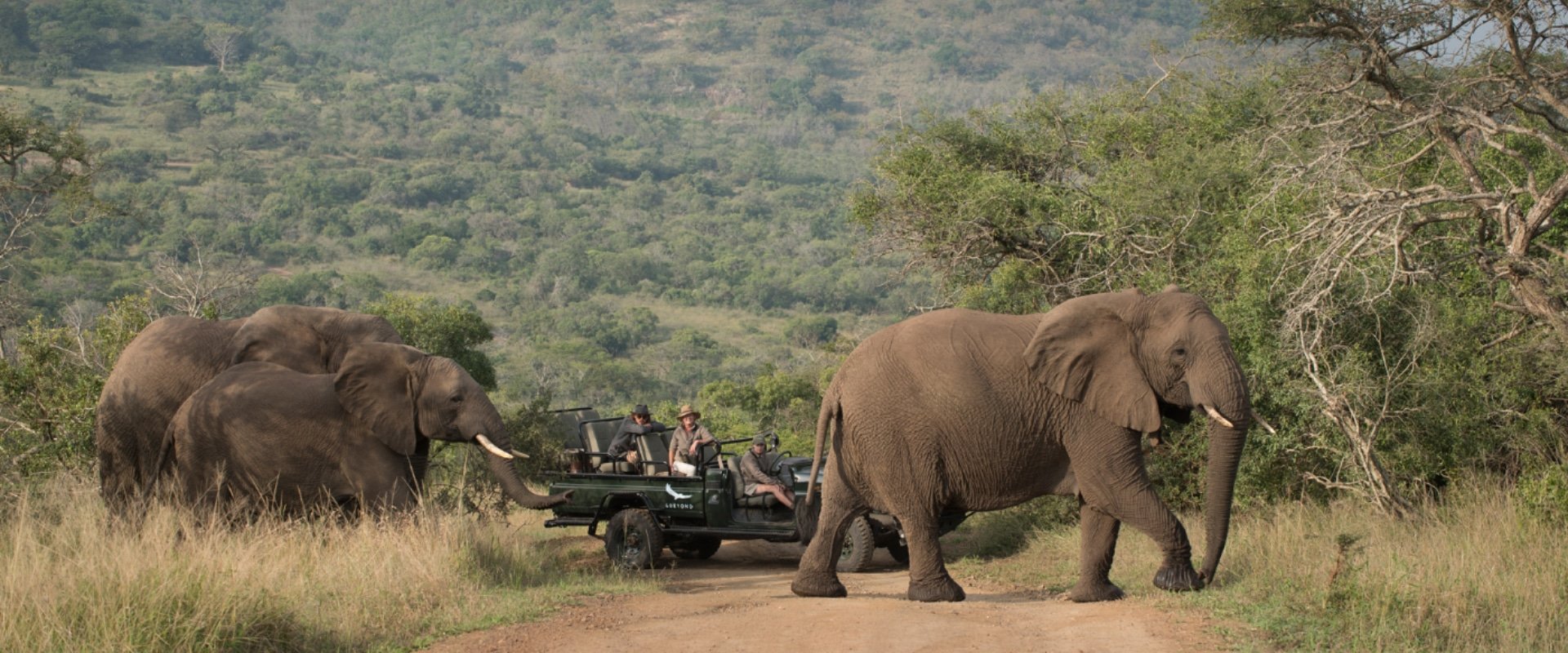 Go on a game drive