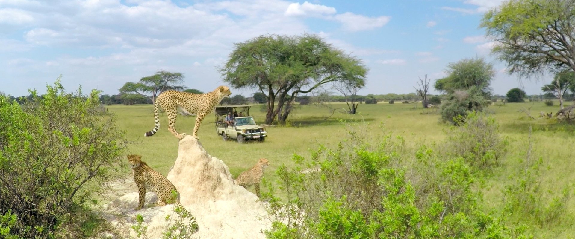 Watch the awesome spectacle of wildlife in their habitat on a game drive