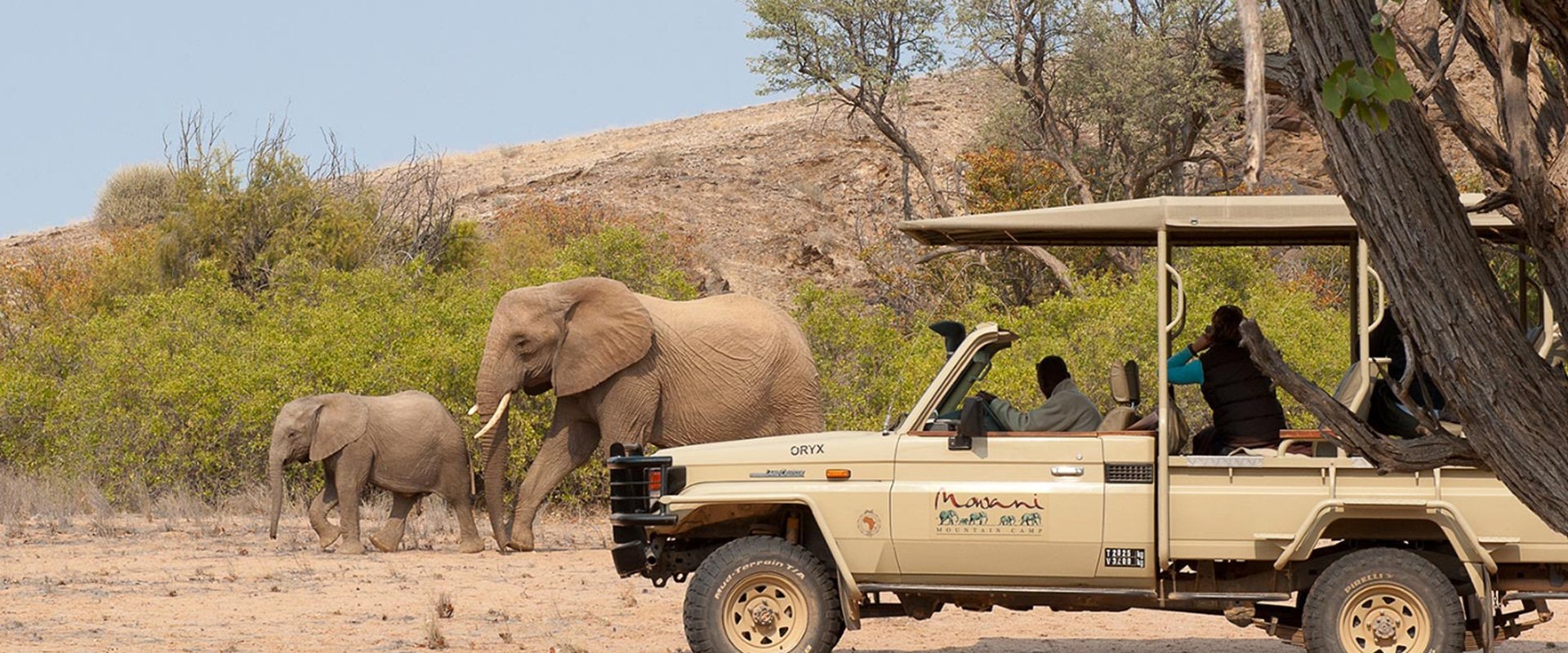 Take in the sites on a game drive