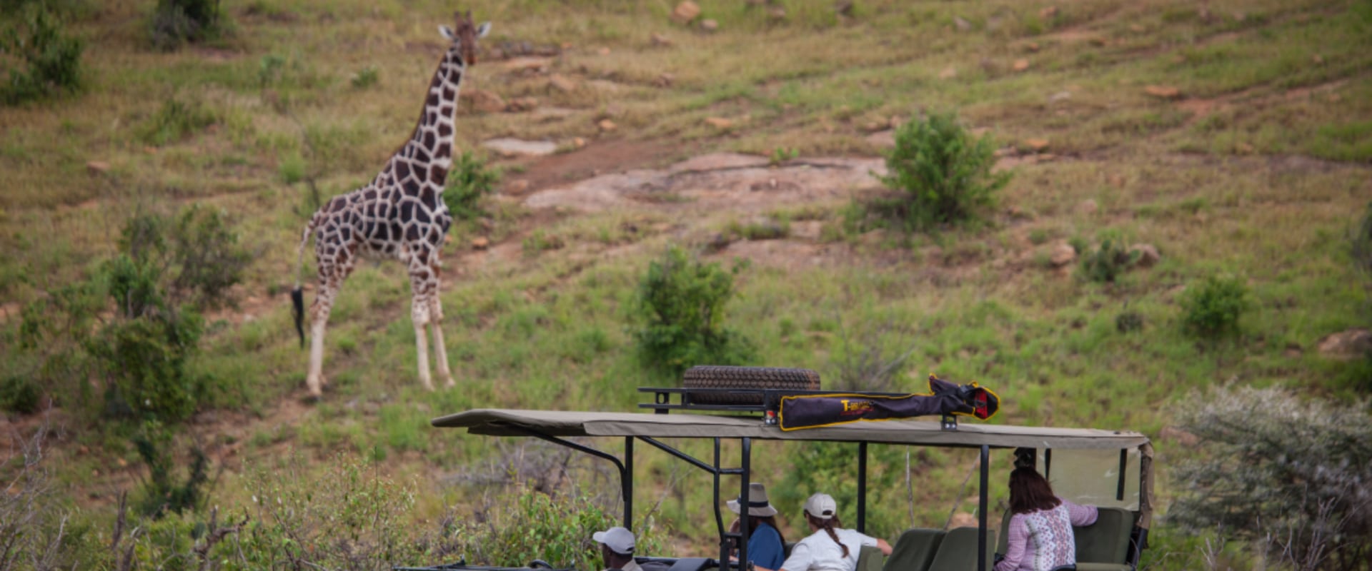 Traditional game drives on the Laikipia plains