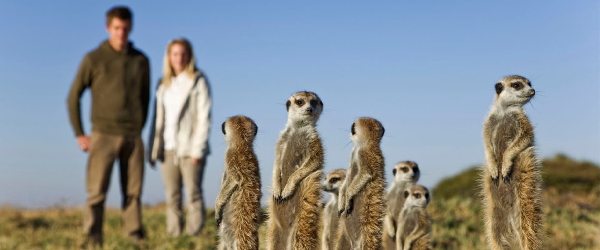 Get up close and personal with playful meerkats