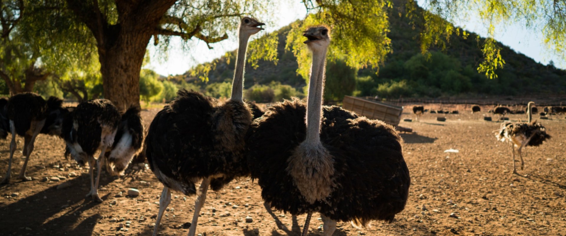 Acquaint yourself with the world’s biggest bird