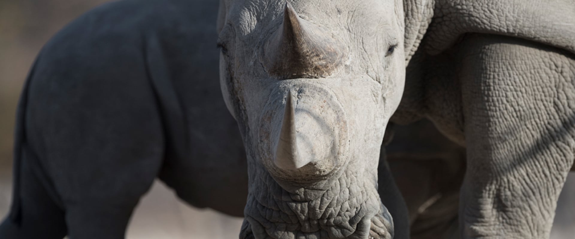 Feel the thrill as you go rhino tracking