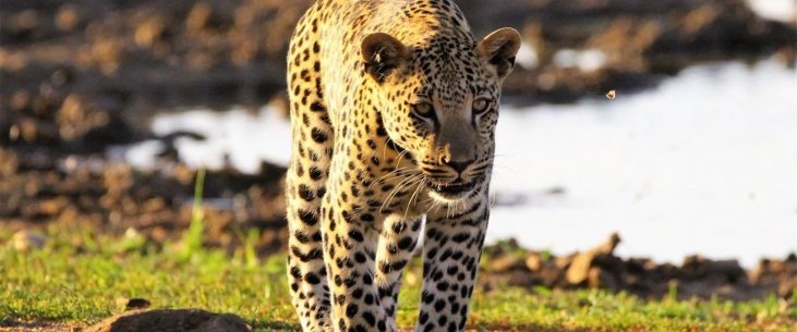 Leopard and Cheetah Skin Savannah Pattern Safari Fauna Timeless Casual Swim Trunks All 