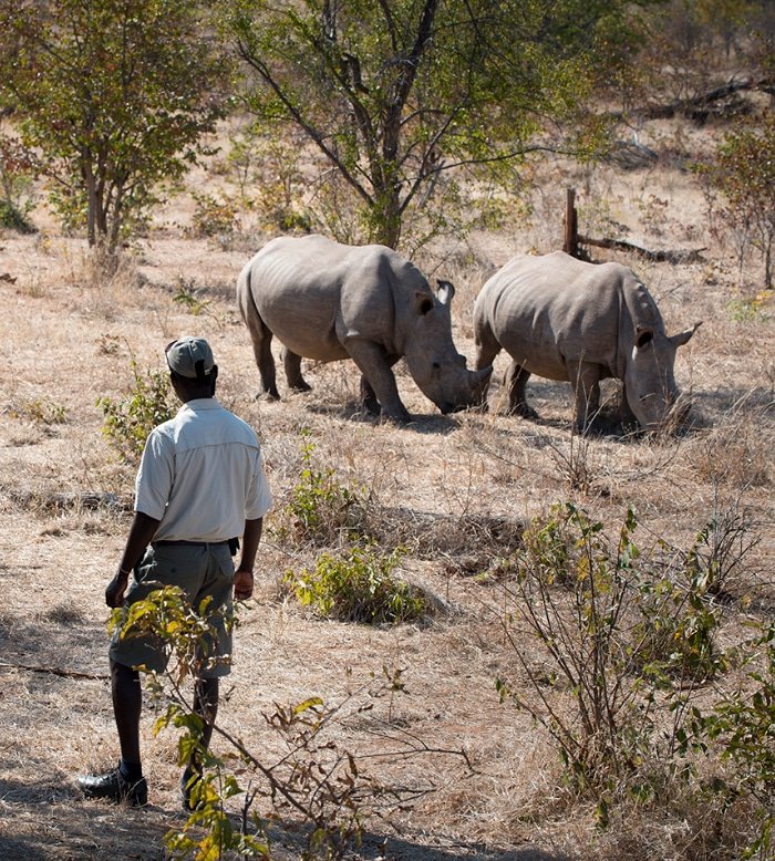 A Zambezi Walking Safari 1