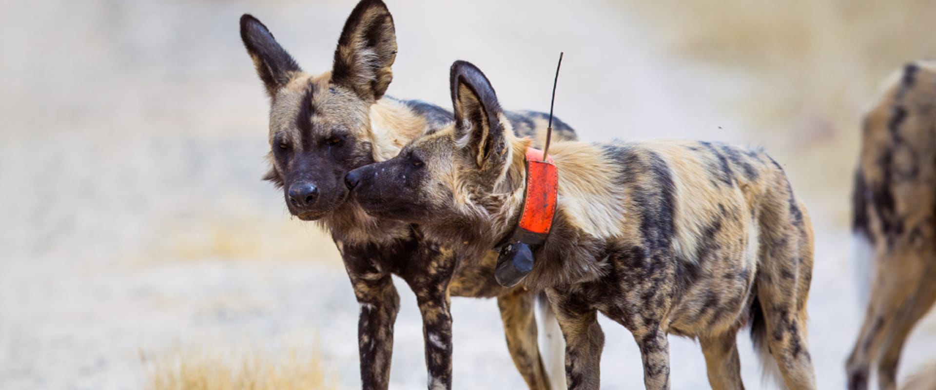 Visit the Painted Dog Conservation Centre