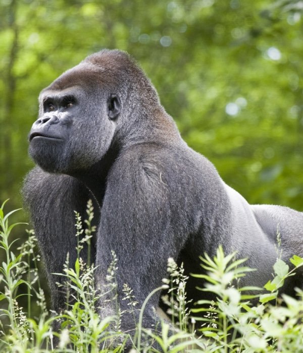 Gorillas & The Meaning of Happiness 2