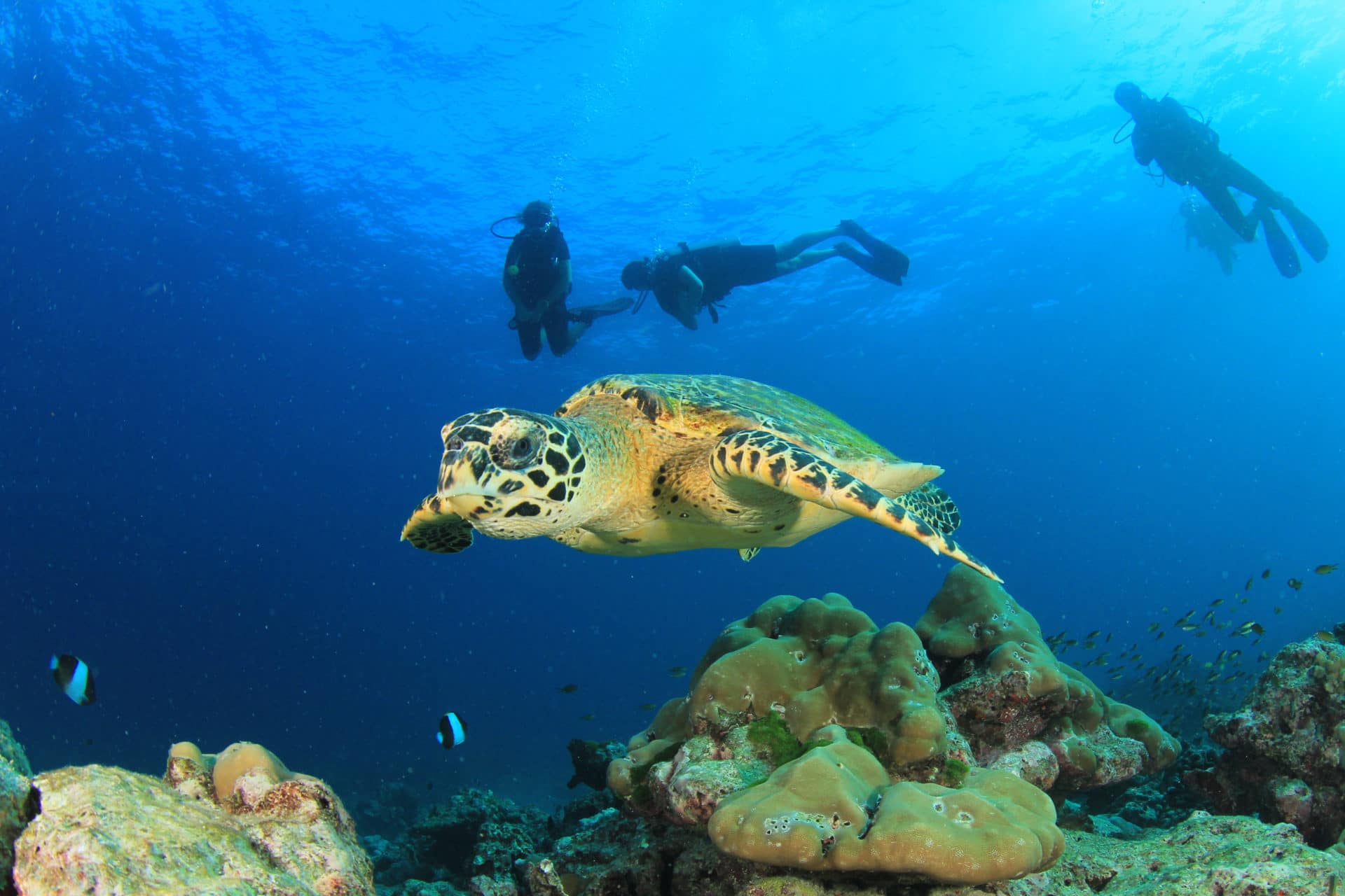 The survival outlook for Marine Turtles 3