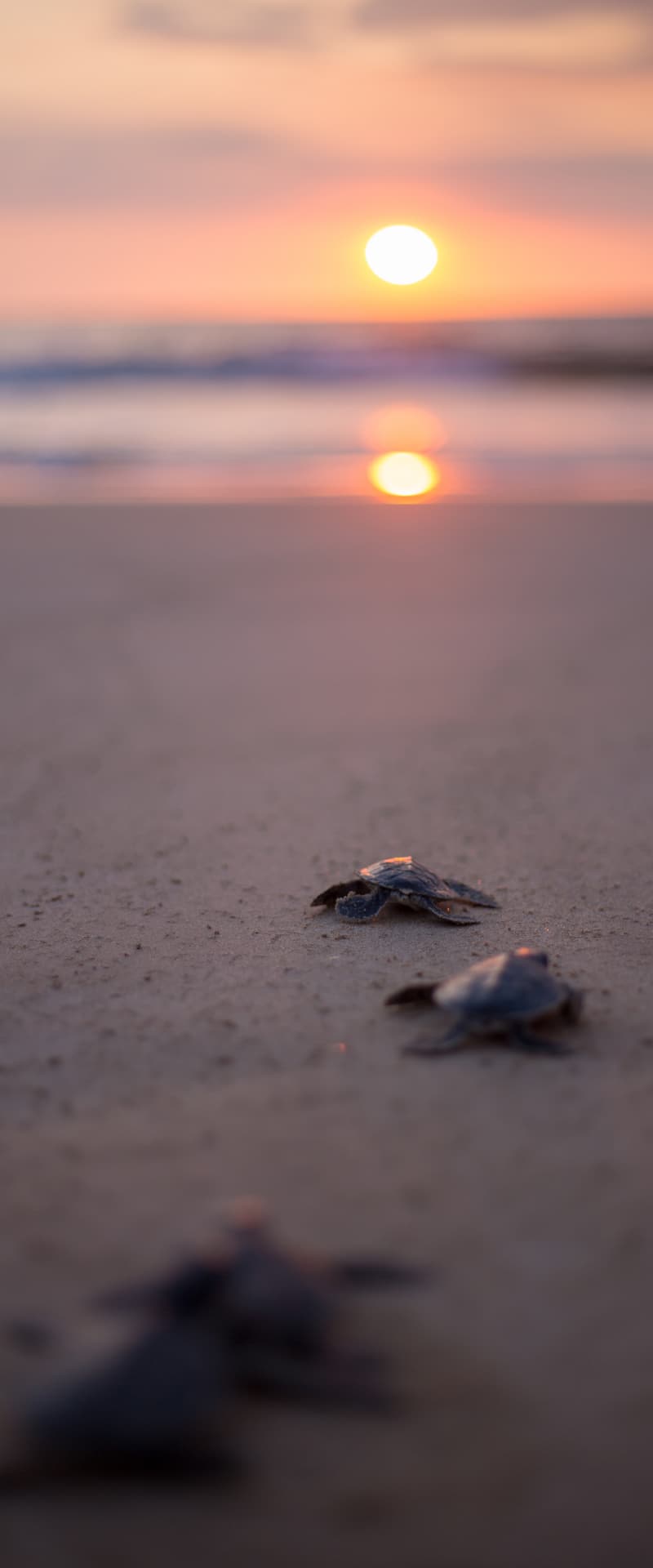 The survival outlook for Marine Turtles 1