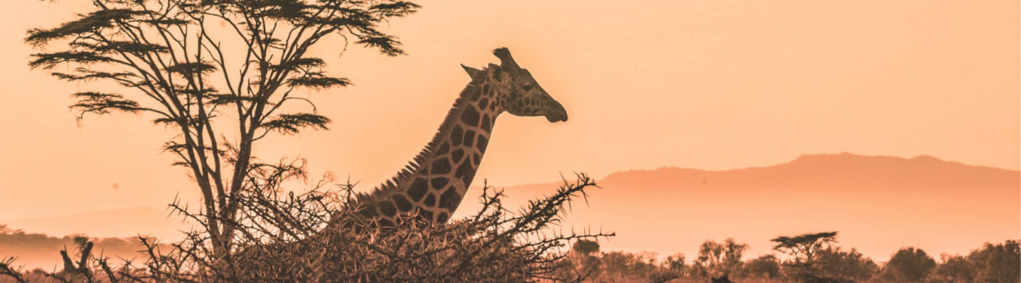 The magnificent African giraffe is now an endangered species