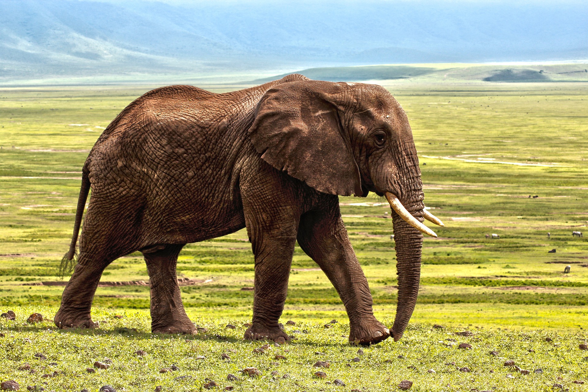 An elephant on the savannah in Africa
