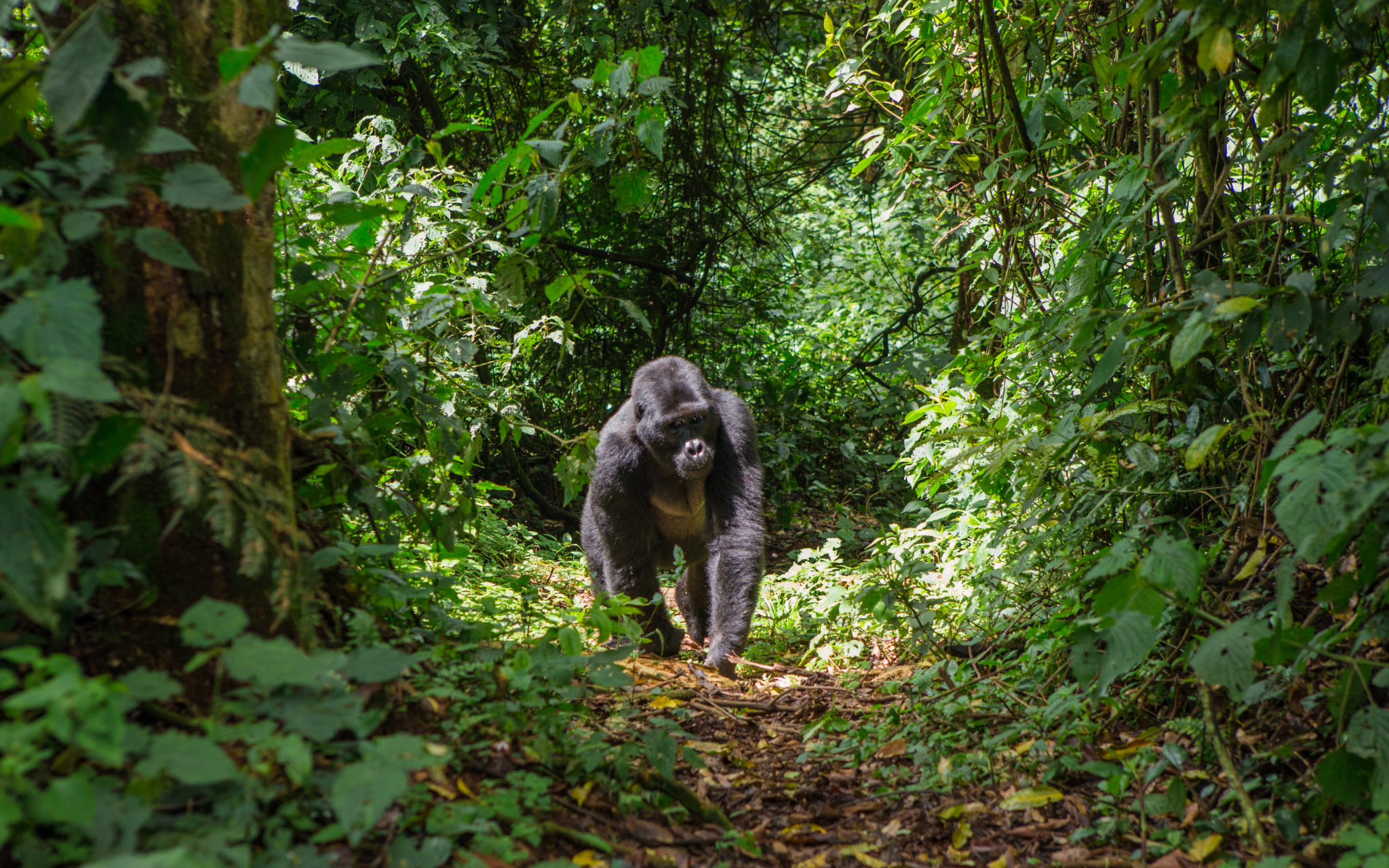 Gorilla Trekking in Uganda at Bwindi.